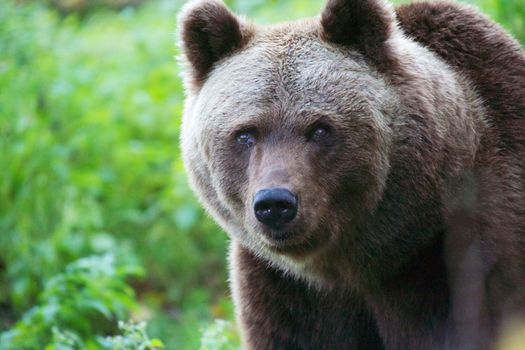 bear at the Bavarian Forest National Park germany