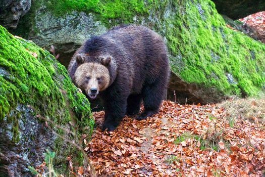 bear at the Bavarian Forest National Park germany