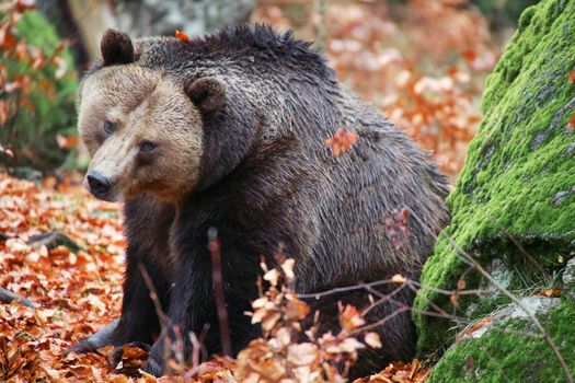 bear at the Bavarian Forest National Park germany