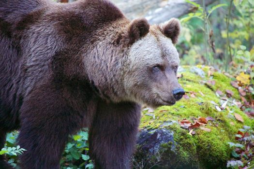 bear at the Bavarian Forest National Park germany