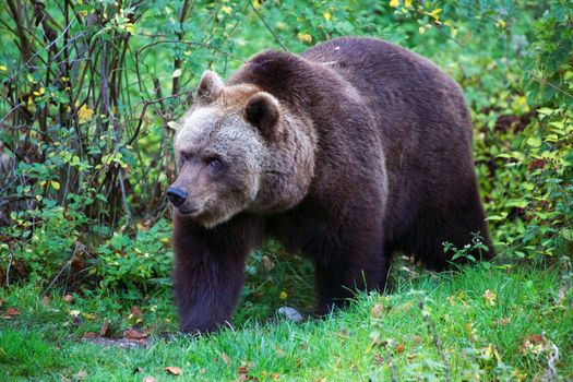 bear at the Bavarian Forest National Park germany