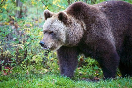 bear at the Bavarian Forest National Park germany