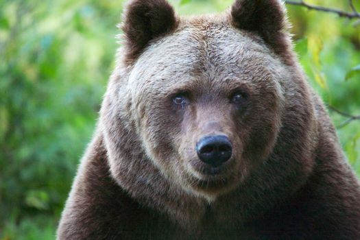 bear at the Bavarian Forest National Park germany