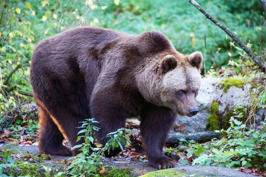 bear at the Bavarian Forest National Park germany