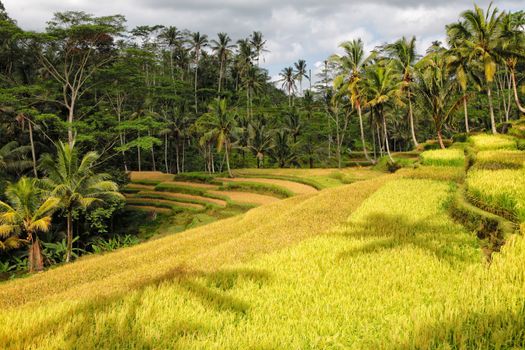 beautifiul rice paddies at bali indonesia