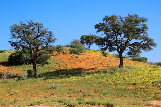 beautiful landscape at kgalagadi transfrontier park south africa