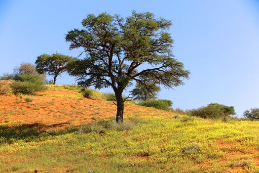 beautiful landscape at kgalagadi transfrontier park 