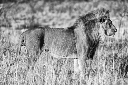 beautiful male lion at etosha national park namibia