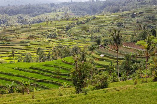 beautiful rice paddies at bali indonesia