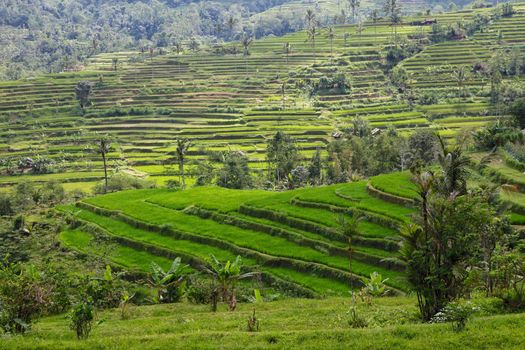 beautiful rice paddies at bali near ubud indonesia