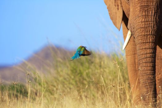 bee eater flying near an elephant at samburu national park