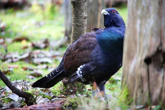 black grouse at the bavarian forest national park