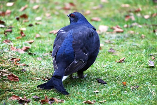 Black Grouse Tetrao tetrix male at the bavarian forest national park germany