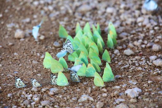 butterflies at the kgalagadi transfrontier national park south africa