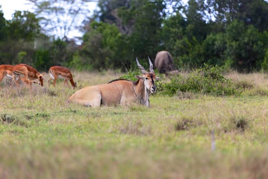 cape eland at addo elephant national park