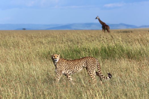 cheetah hunting at masai mara national park kenya