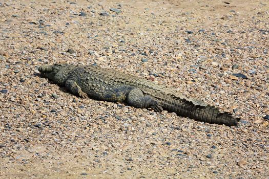 crocodile at the masai mara national park south africa