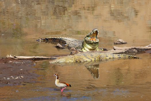 crocodiles at the masai mara national park south africa