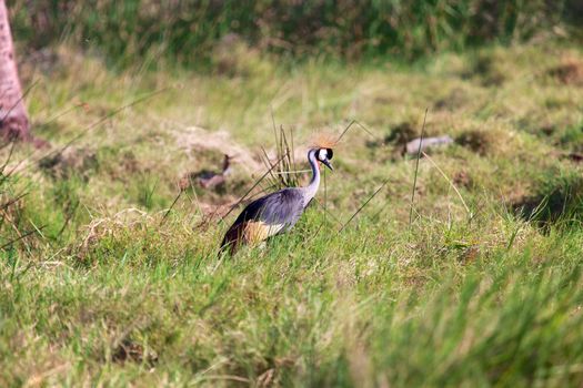 crowned crane at samburu national park kenya