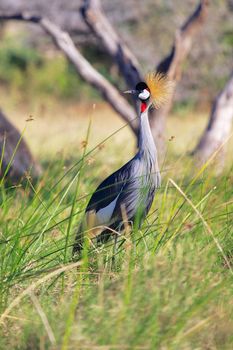 crowned crane at samburu national park kenya