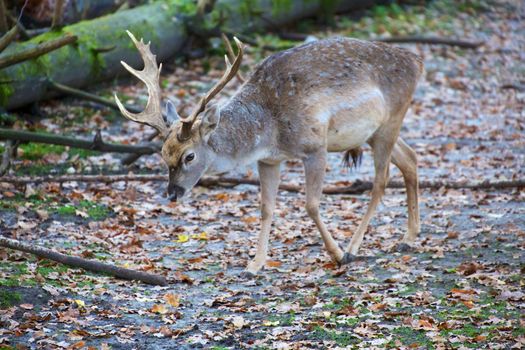 deer at the bavarian forest national park germany