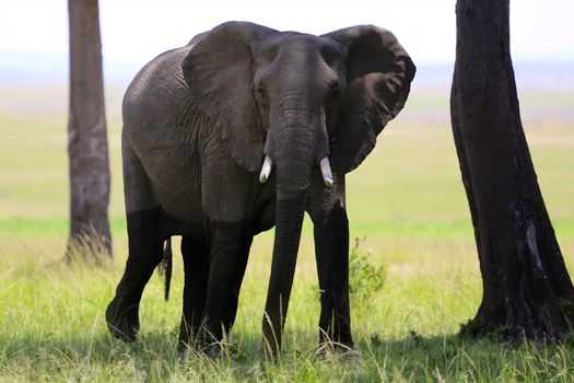 elephant at masai mara national park Kenya