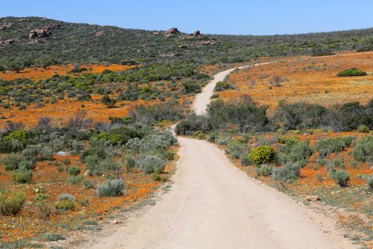 flowers at the namaqualand national park south africa