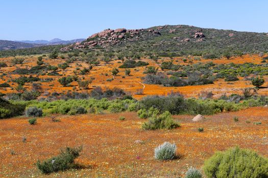 flowers at the namaqualand national park south africa