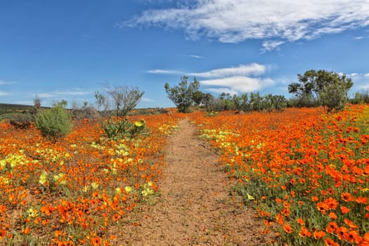 flowers at the namaqualand national park south africa