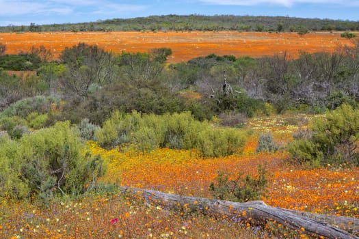 flowers at the namaqualand national park south africa