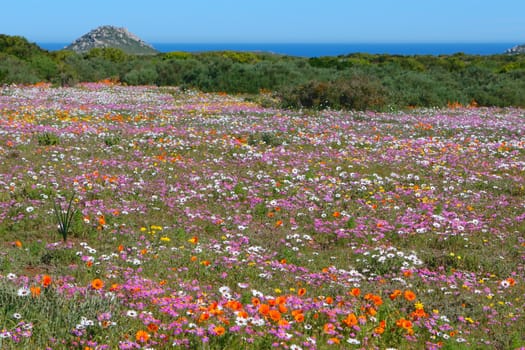 flowers at the west coast national park south africa