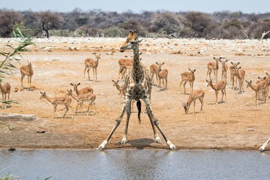 giraffe at a waterhole with impalas etosha national park