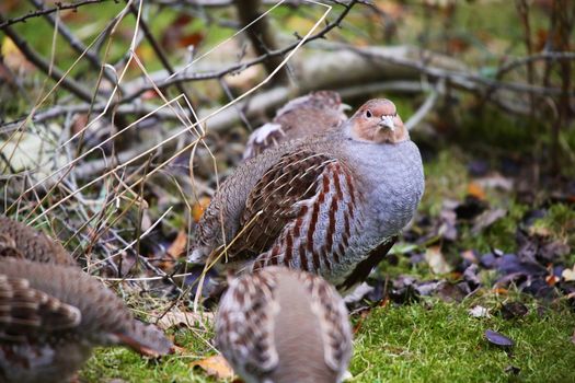 grey partridge at the bavarian forest national park