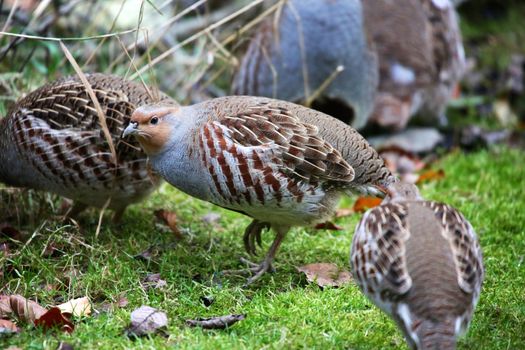 grey partridge at the bavarian forest national park