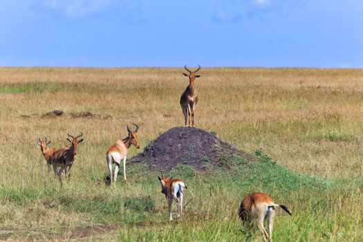 herd of hartebeests at the masai mara national park