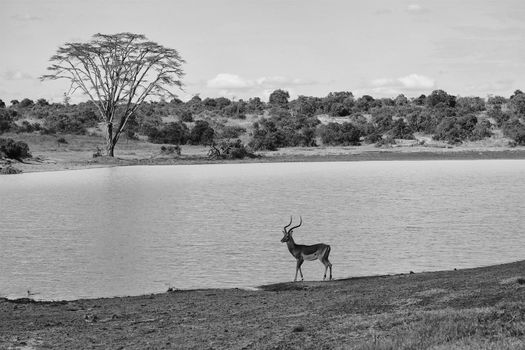 impala at samburu national park kenya