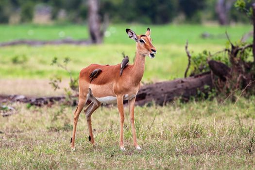 impala with birds at masai mara national park