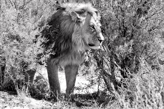 lion in the bush at kgalagadi national park south africa