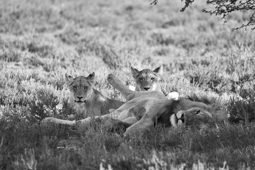 lions at kgalagadi transfrontier park south african side