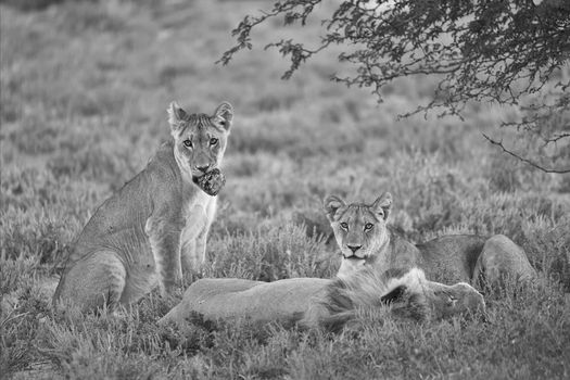 lions at kgalagadi transfrontier park south african side