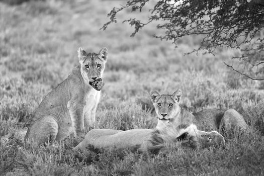 lions at kgalagadi transfrontier park south african side