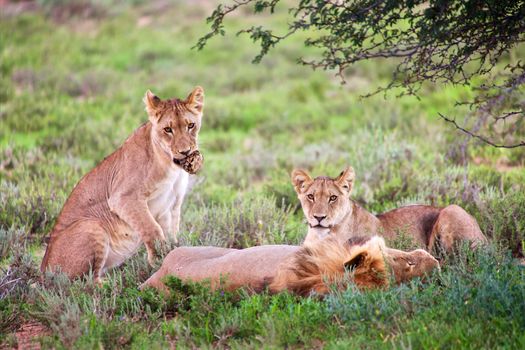 lions at kgalagadi transfrontier park south african side