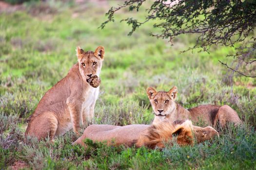 lions at kgalagadi transfrontier park south african side