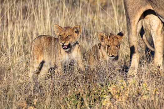 lions cubs at etosha national park kenya