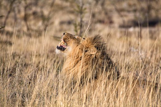 male lion roaring at etosha national park namibia
