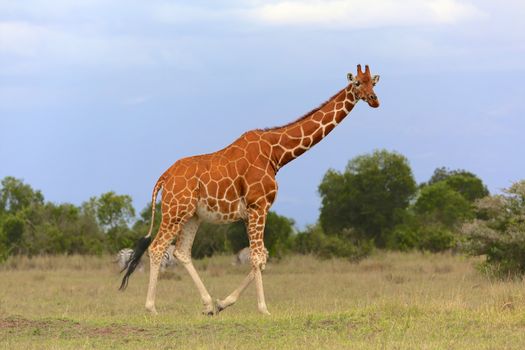 masai giraffe at the samburu national park kenya 