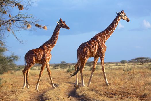 masai giraffes at samburu national park kenya