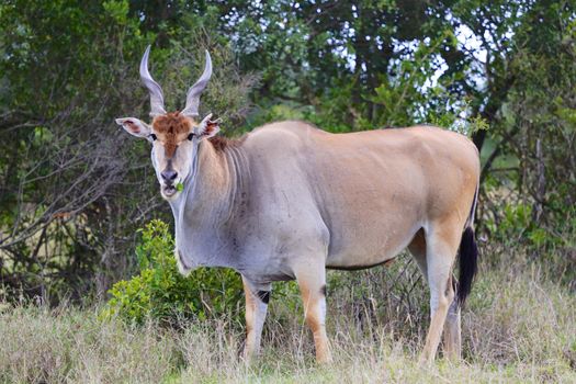 massive cape eland at addo elephant national park