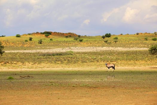 oryx at the kgalagadi transfrontier park south africa