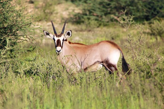 oryx calf in the bush at kgalagadi transfrontier park south africa